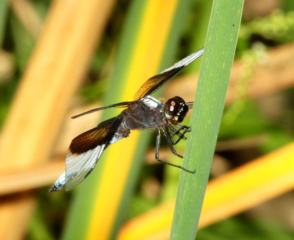 SKIMMER, WIDOW (Libellula luctuosa) (8-4-12) pat lake state park, scc, az -01