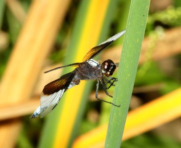 SKIMMER, WIDOW (Libellula luctuosa) (8-4-12) pat lake state park, scc, az -01