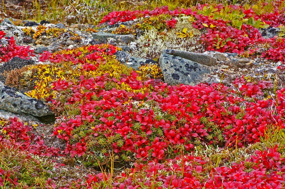 THE BIG ROCK GARDEN