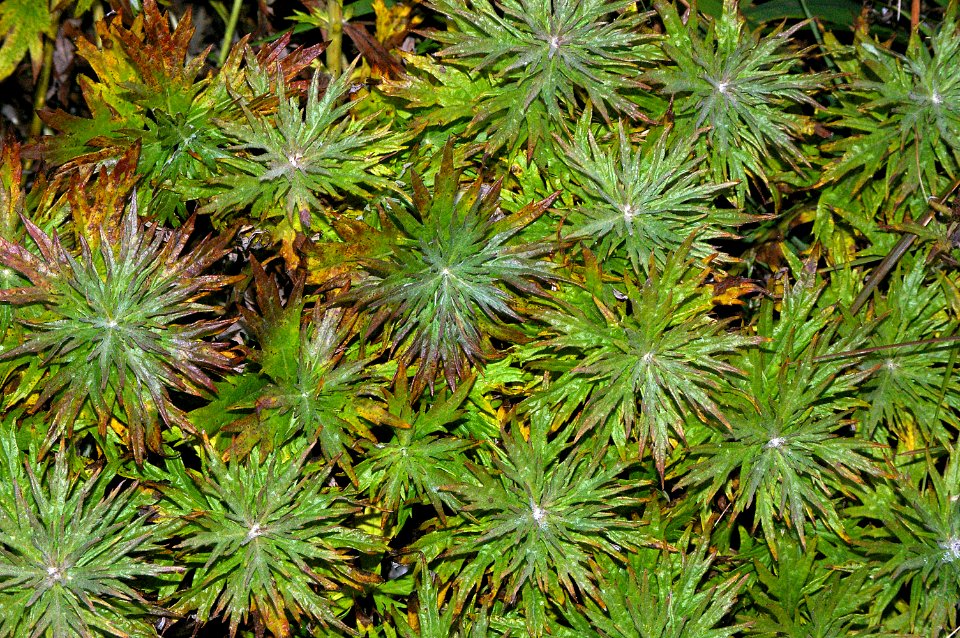 WORMWOOD (artemesia, sp) -2