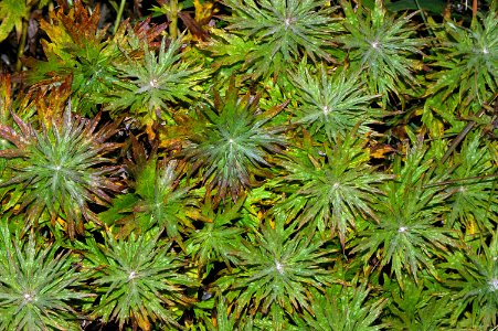 WORMWOOD (artemesia, sp) -2