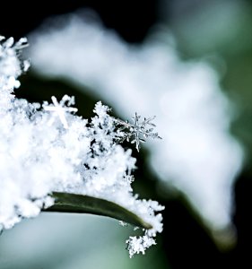 Snowflake / Hópihe photo
