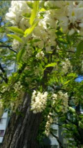 Black locust