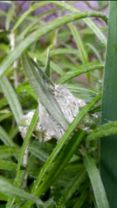 Pearly everlasting as butterfly plant photo