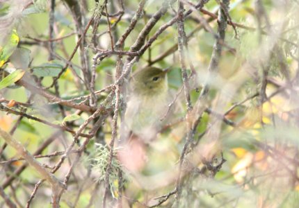 WARBLER, BLACKPOLE (10-27-08) oceano, slo co, ca -4