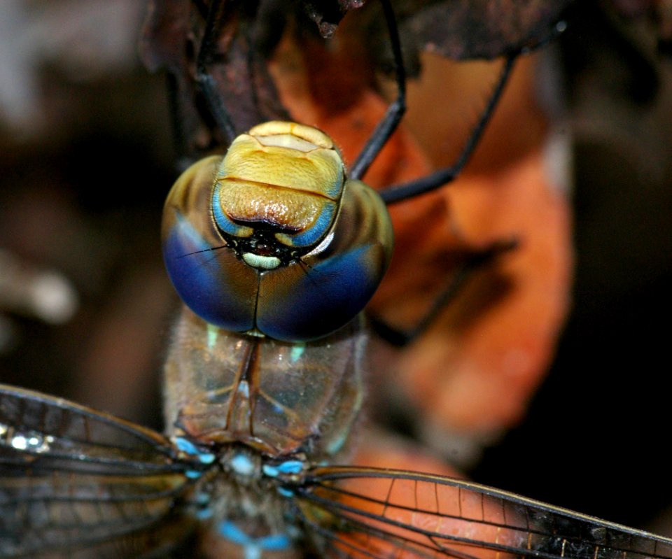 DARNER, BLUE-EYED (aeshna californica) (11-3-08) canet rd, morro bay, slo co, ca -06