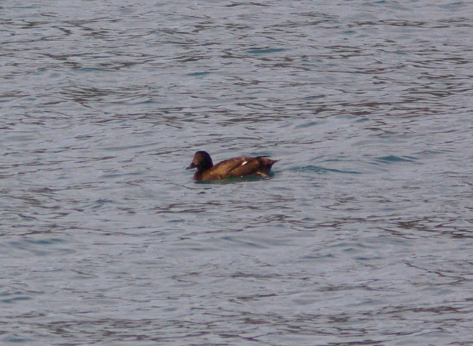 SCOTER, WHITE-WINGED (3-11-09) fem, san simeon -01
