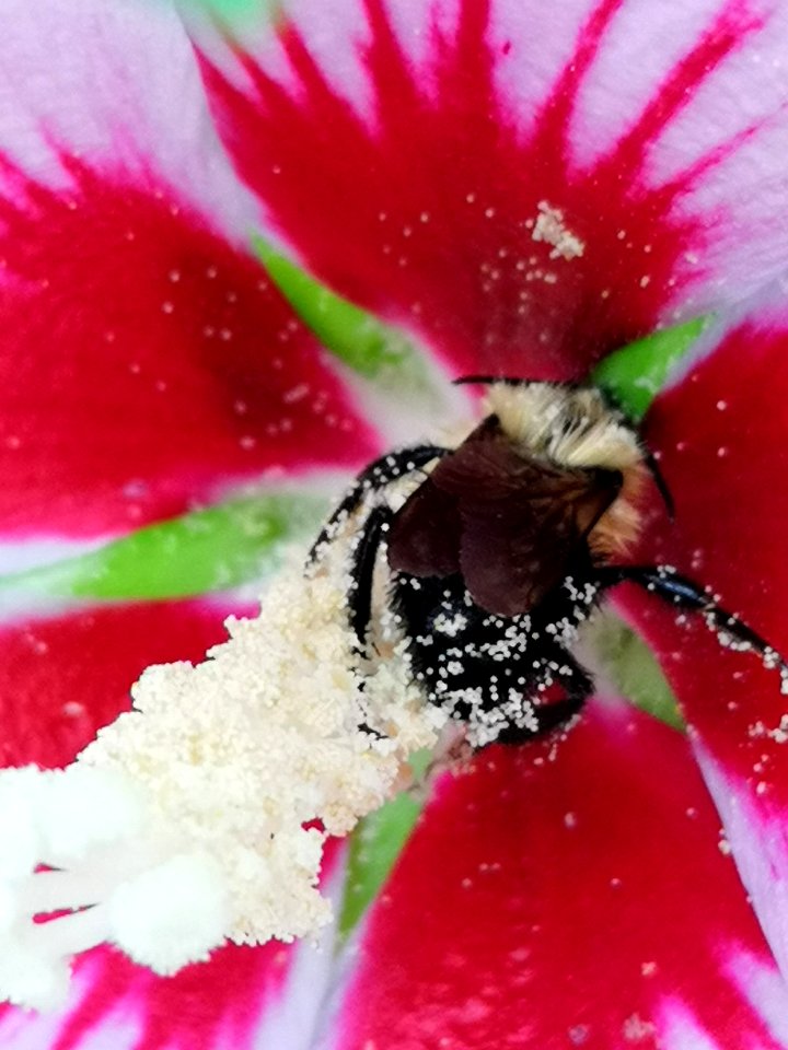 Bumblebee with pollen visiting rose of Sharon (Hibiscus syriacus)