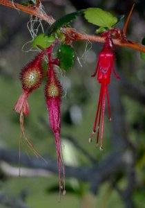 GOOSEBERRY, FUSCHIA-FLOWERED (ribes speciosum) (2-25-09) canet rd -1