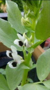 Fava bean flowers smell good