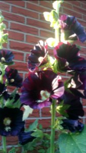 hollyhocks