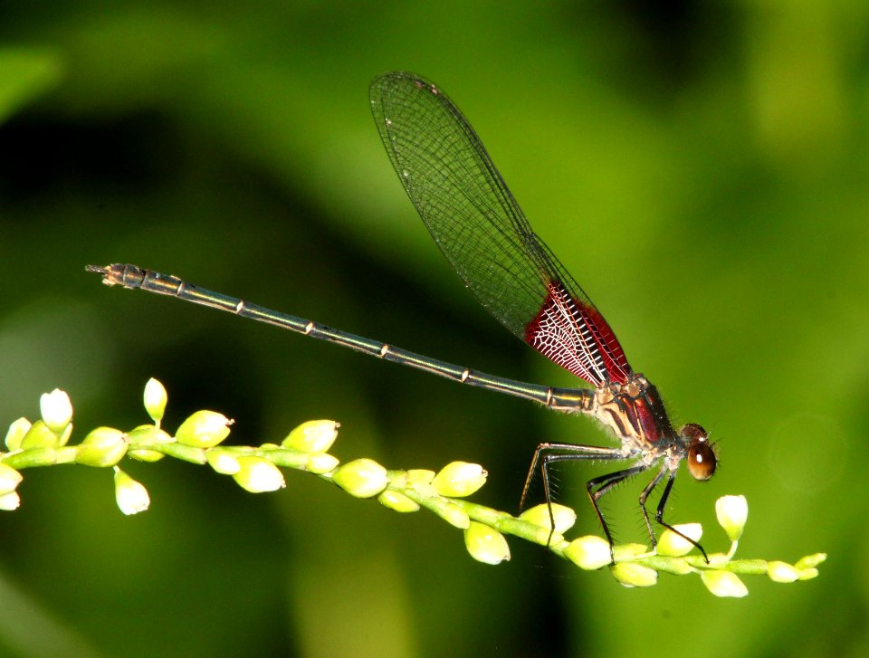 RUBYSPOT, AMERICAN (Heterina americana) (8-27-12) pat lake state park, scc, az -01