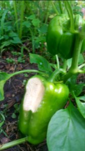Sunscald? A few of the King Crimson peppers affected. No Lipstick or Shishito peppers affected. photo