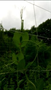 Pea Magnolia Blossom