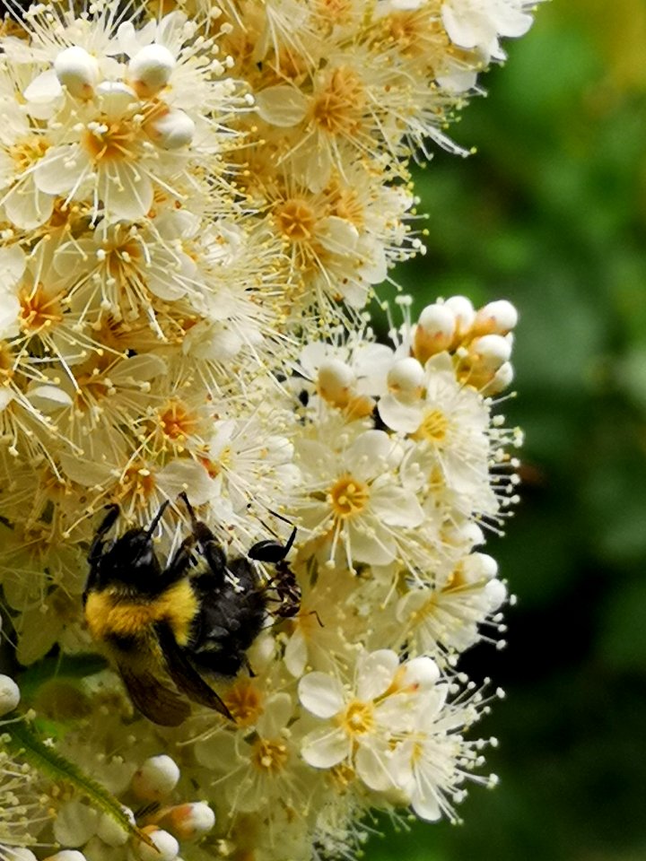 Bumblebee visiting false spiraea (Sorbaria sorbifolia 'Sem') flowers