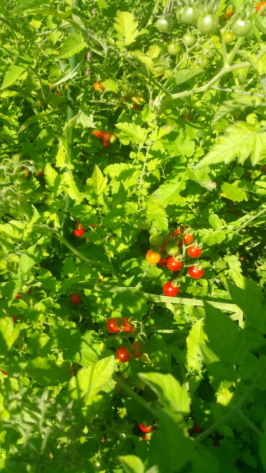 Matt's wild cherry tomatoes