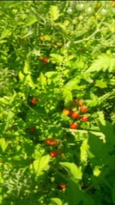 Matt's wild cherry tomatoes