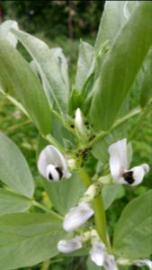 First sign of black fly but only on a couple of the many fava bean plants. Removed them and haven't seen them since.