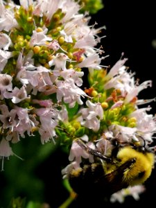 Bumblebee (Bombus sp.) visiting oregano (Origanum vulgare) flowers