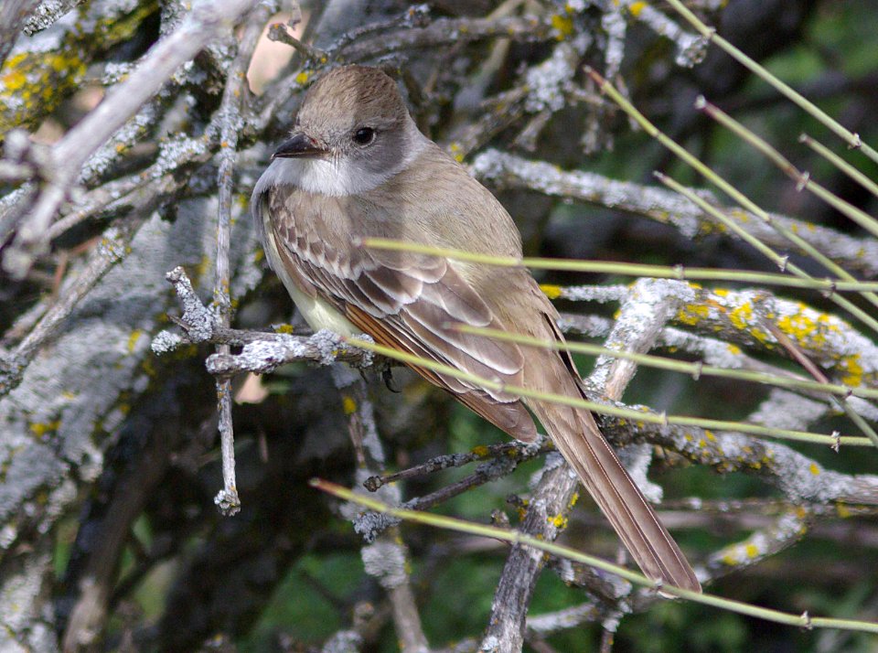 FLYCATCHER, ASH-THROATED (4-14-09) carrizo -01