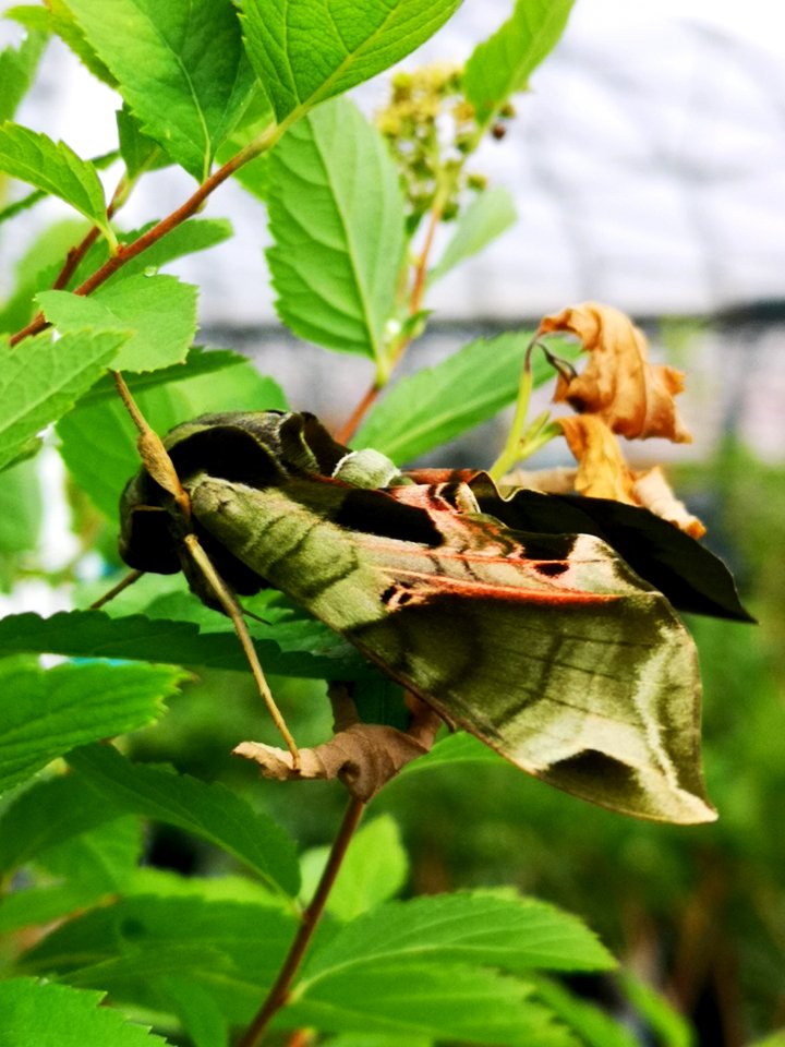Pandora sphinx moth (Eumorpha pandorus) at garden centre
