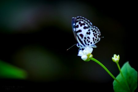 The Common Pierrot.