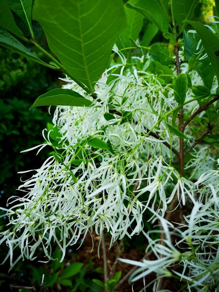 Fringetree (Chionanthus virginicus)