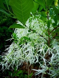 Fringetree (Chionanthus virginicus)