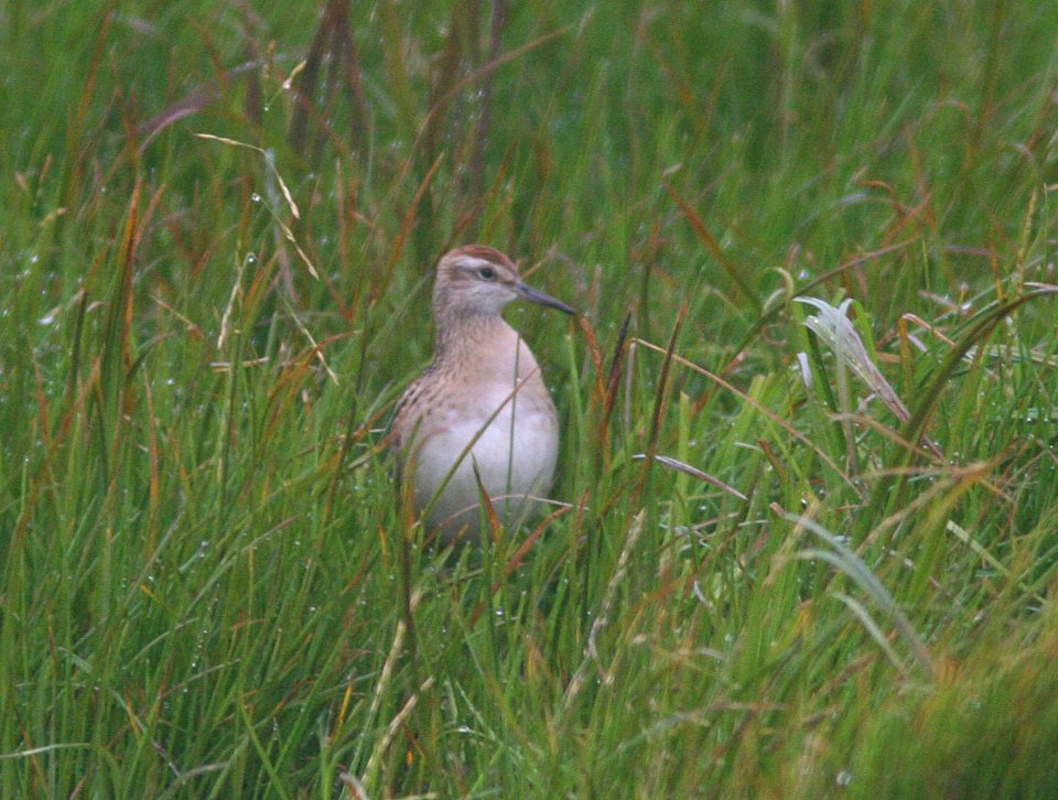 SANDPIPER, SHARP-TAILED (8-31-08) gambell, ak -02