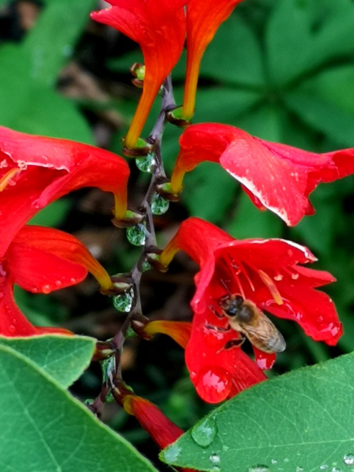 Honeybee visiting montbretia (Crocosmia 'Lucifer')