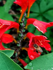 Honeybee visiting montbretia (Crocosmia 'Lucifer')