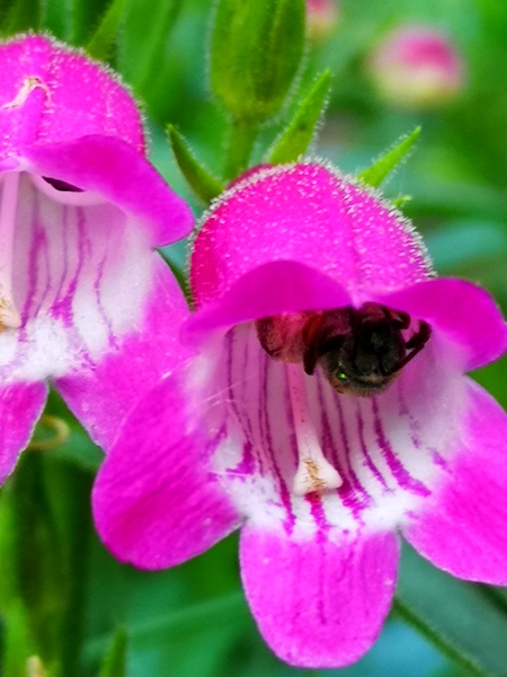 Sweat bee visiting beardtongue Penstemon Red Rocks