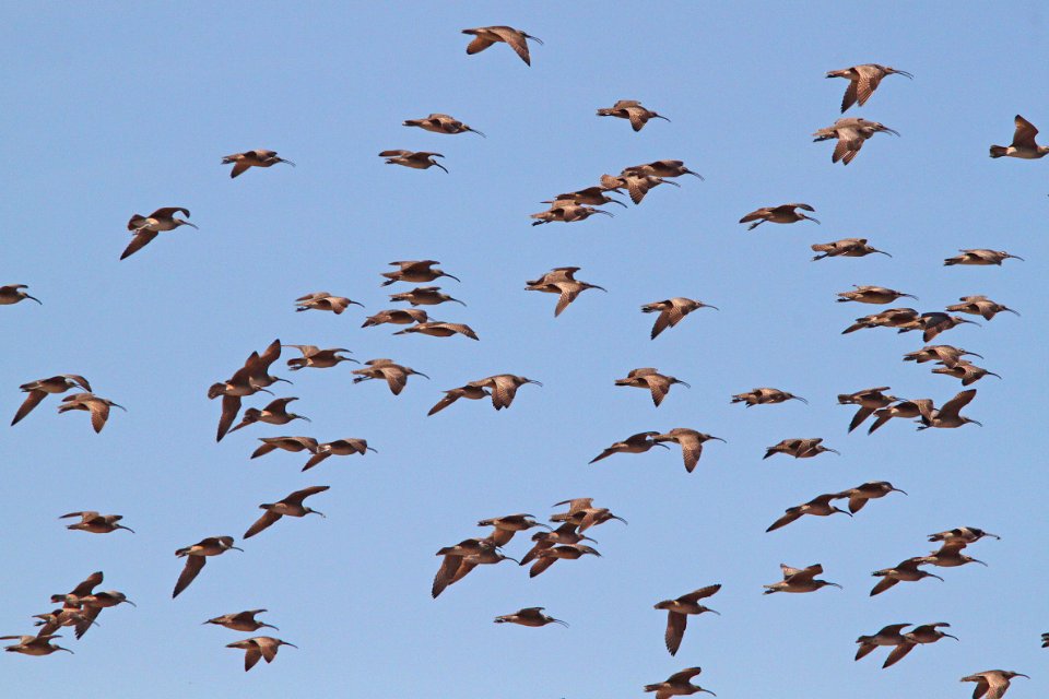 WHIMBREL (5-5-10) seven-mile rd, carrizo plain, slo co, ca -01