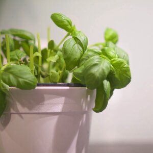 Aromatic basil freshness photo