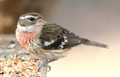 GROSBEAK, ROSE-BREASTED (12-17-08) hatch year male, canet rd -14