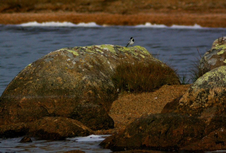 WAGTAIL, WHITE (9-5-08) gambell, ak -1