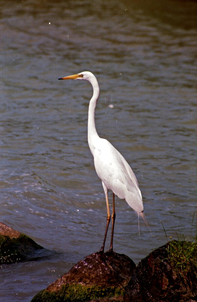 Nagy kócsag / great egret / Ardea alba