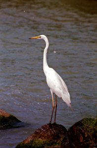 Nagy kócsag / great egret / Ardea alba