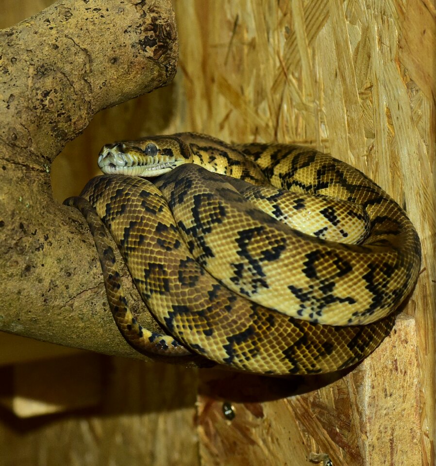 Constrictor reptile animal