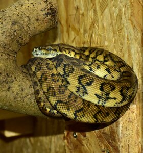 Constrictor reptile animal