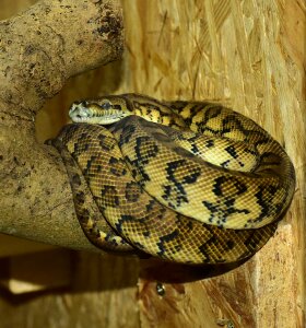 Constrictor reptile animal photo