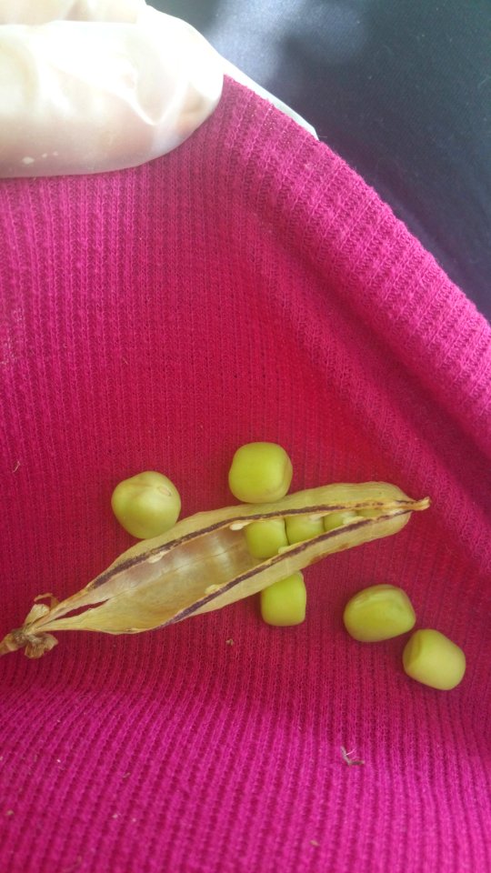 Magnolia Blossom peas (with extra pea or two here from another shell)