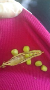 Magnolia Blossom peas (with extra pea or two here from another shell)