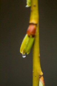 willow sprout in rain photo