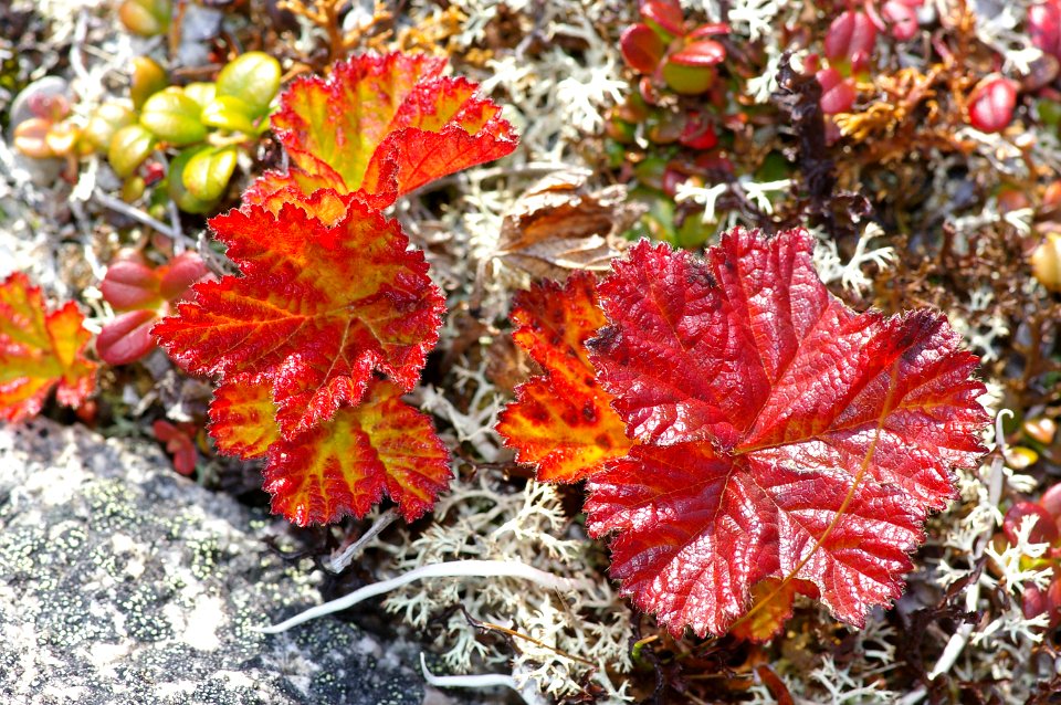 THE BIG ROCK GARDEN