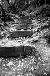 forest stairs photo