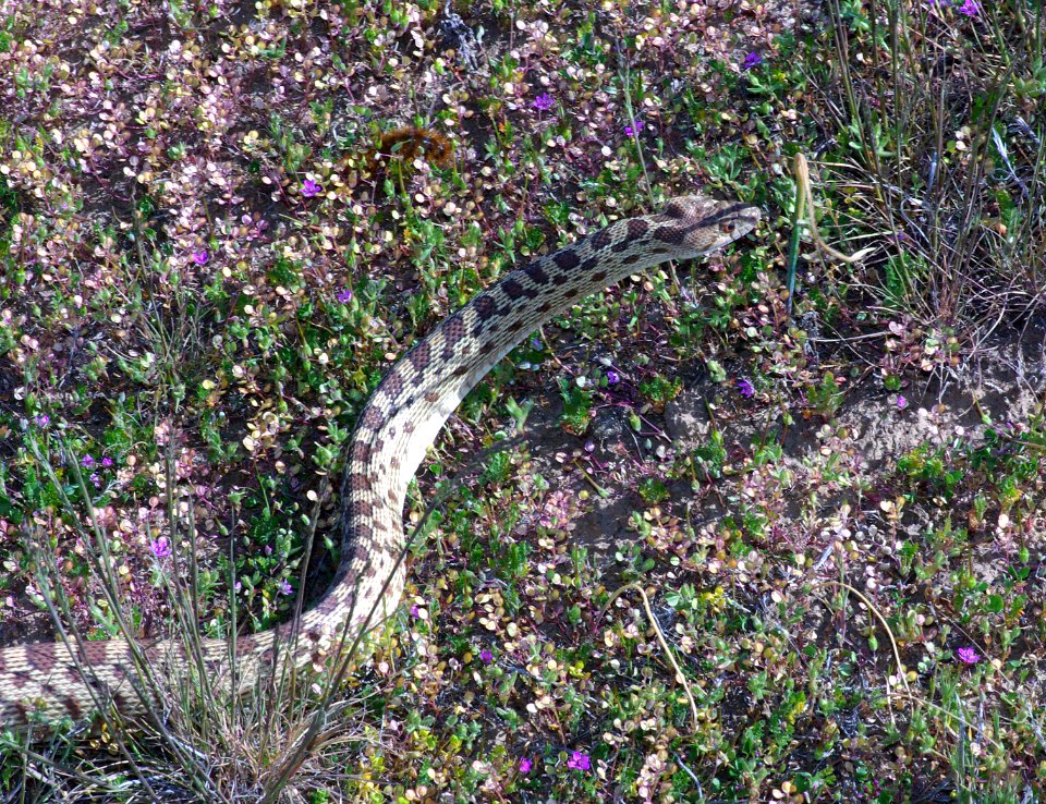 SNAKE, GOPHER (pituophis catenifer) (3-30-09) carrizo plain national monument, san luis obispo co, ca    (1)
