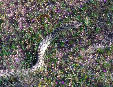 SNAKE, GOPHER (pituophis catenifer) (3-30-09) carrizo plain national monument, san luis obispo co, ca    (1)