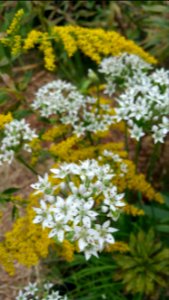 Garlic chives, goldenrod