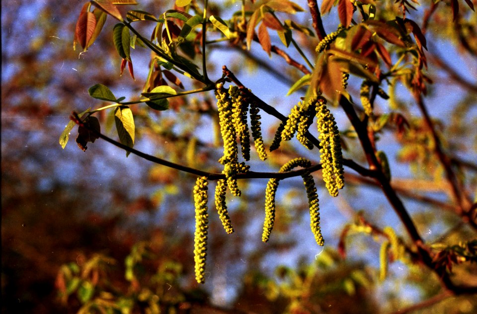walnut flowers